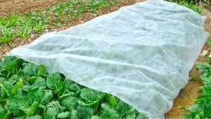 安徽农用无纺布在温室蔬菜培养中得到了广泛的运用。